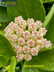 Hoya Pachyclada/ Pink