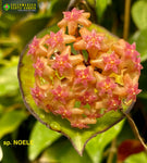 Hoya sp. NOELE