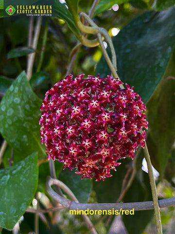 Hoya mindorensis/Red