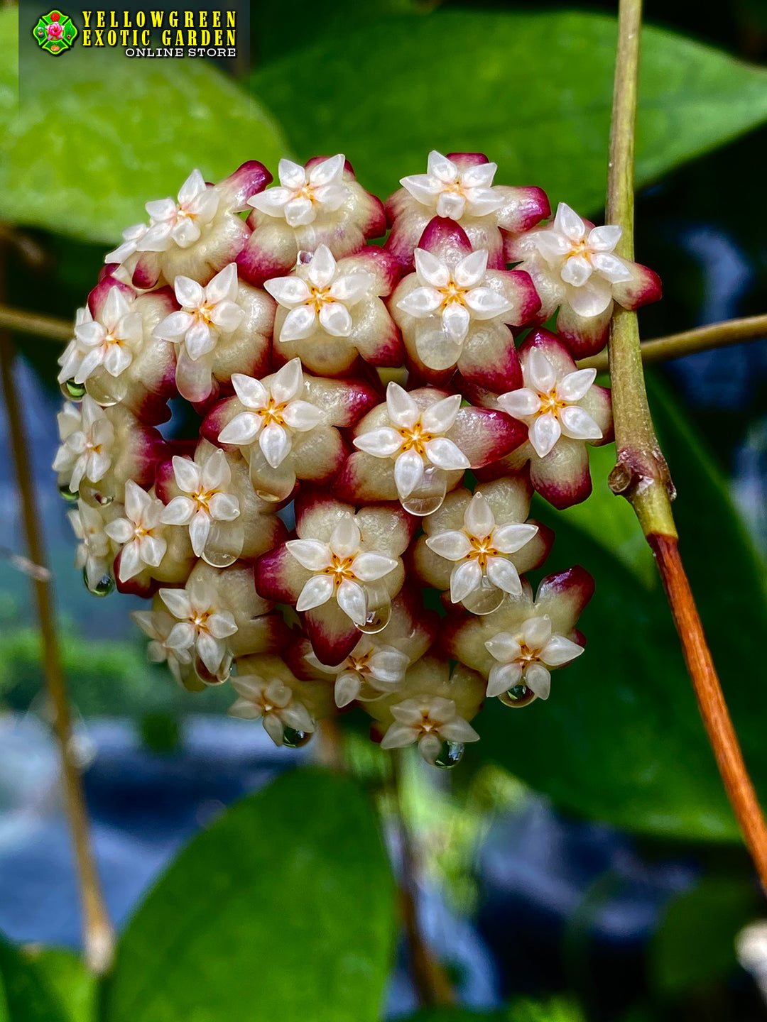 Hoyas – Astrocarpus.com - Online store of unique and rare