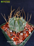 Astrophytum capricorne v. cassispinoides